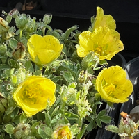 Potentilla eriocarpa